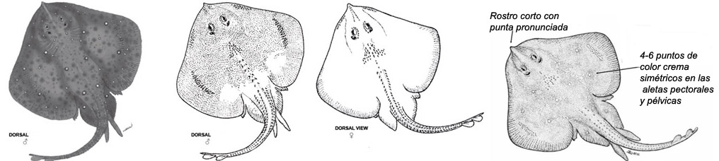 Leucoraja circularis_02.jpg